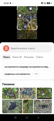 «Будьте аккуратнее»: в Ивановском округе обнаружены фекалии медведя